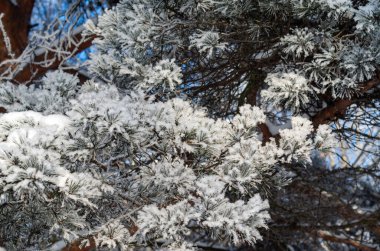 Çam dalları karla ve buzla kaplı..