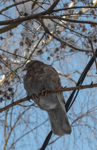 Pombo Senta Ramo Parque Inverno — Fotografia de Stock