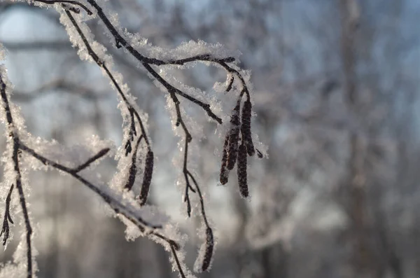 アルダー アルナス の枝には 雪の中で自然のぼやけた背景にCatkinsがあります 雪に覆われた太陽の下でアルダーの枝 自然の冬の抽象的な背景 — ストック写真