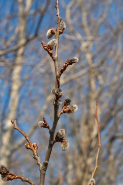 Bahar ormanında bir dalda tomurcuklar