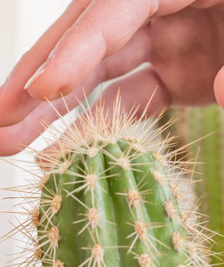 Bir el bir kaktüse dokunur, dikenler....