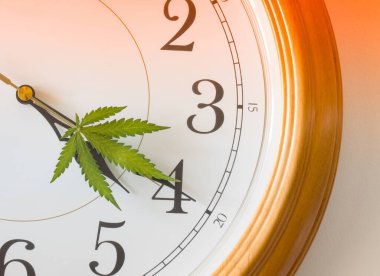 4: 20 'de. Kenevir alt kültürü kavramı. Dört yüz yirmi kültür. Kenevir yaprağıyla izle.