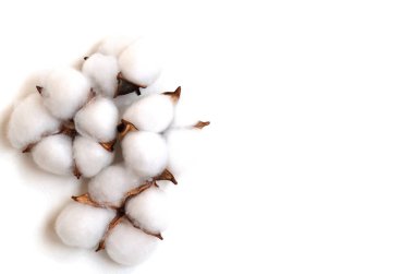 Beyaz arka planda pamuk çiçekleri. Uzayı kopyala. Düz konum