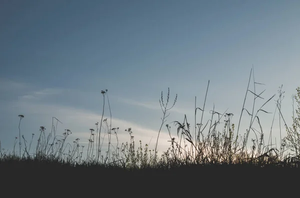 日没後の空に対する野生の草のシルエット — ストック写真