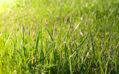 Güneşli yaz gününde taze yeşil çimen arka planı. Kapat şunu.