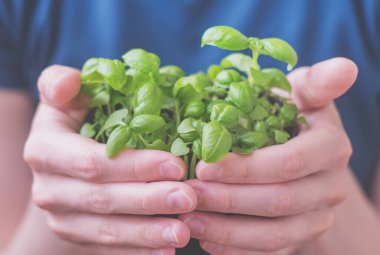 Kadın eli bir saksı taze ot tutuyor. İçeriye fidanlar ekiyorum. Tencerede ev yapımı fesleğen. Sağlıklı organik gıda konsepti. Baharın başında balkonda ya da serada bahçıvanlık.