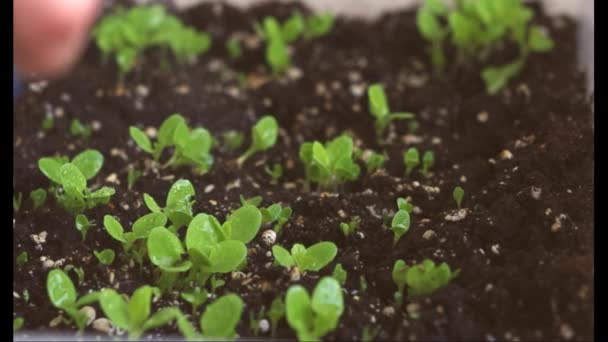 Postřik mladých zelených listů salátu v květináči. Domácí sazenice. — Stock video