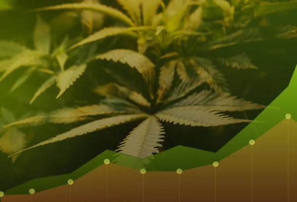 Cannabis Business Marijuana Leaves Stock Graph Charts Stock Market Cannabis — Stock Fotó