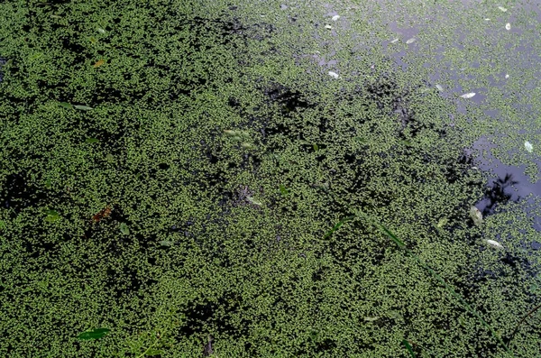 Duckweed Pond Swampy Body Water Ecology Concept Close Water Surface — Photo