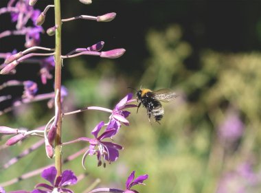 Bir arı mor bir ateş otundan nektar toplar Onagraceae çiçeği. Ormanda uçan böcekler
