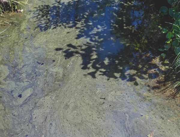 Ein Sumpfiger Teich Grünalgen Auf Der Wasseroberfläche Ein Verschmutztes Gewässer — Stockfoto