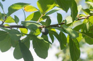 Genç böğürtlenli bir böğürtlen dalı. Prunus spinosa güneş tarafından aydınlatılır.
