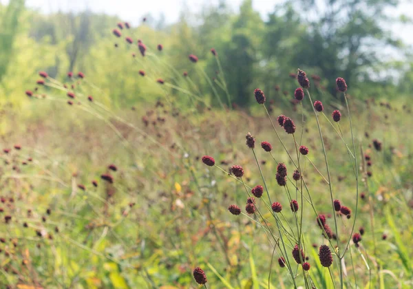 Sanguisorba Medical Prado Dia Ensolarado Verão Paisagem Rural — Fotografia de Stock