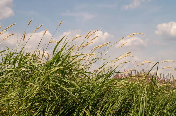 Reeds Cattails Margem Rio Grama Alta Contra Céu — Fotografia de Stock