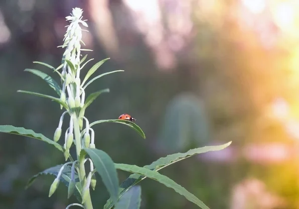 Ladybug Сидящий Цветочном Листе Теплый Весенний День Закрыть — стоковое фото