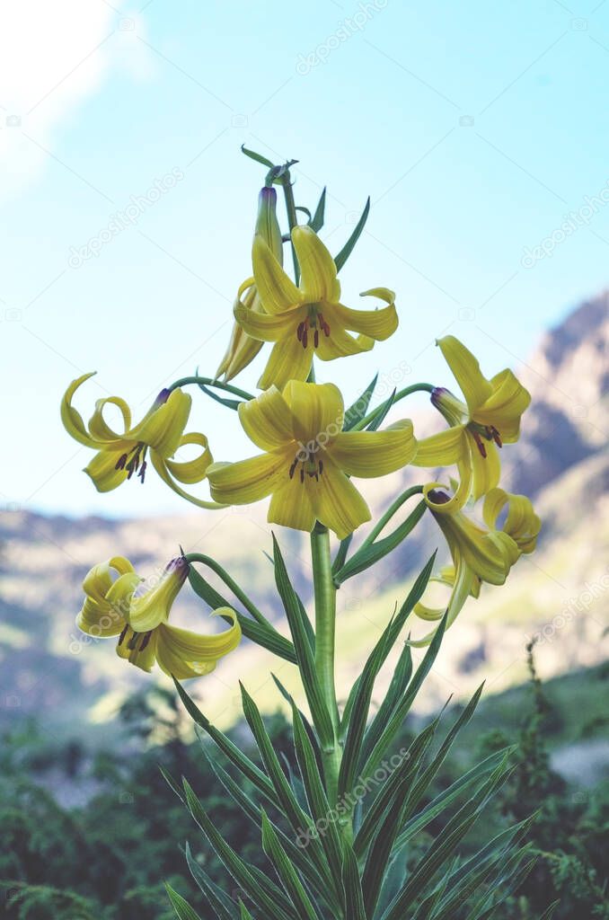 A beautiful yellow lily grows in the Caucasus mountains. Close up.