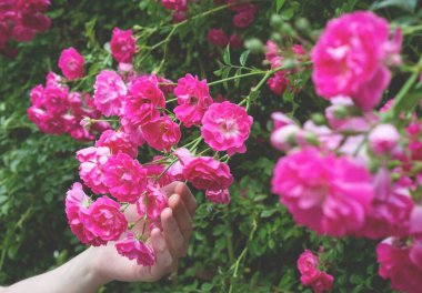Bir kadının eli güzel çiçeklerin dalını tutar. Kırmızı çalı gülleri çiçek tarhında açıyor..