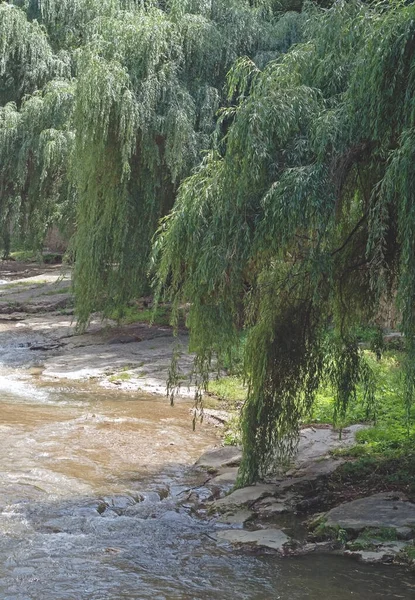 Ιτιές Φυτρώνουν Κοντά Στο Ποτάμι — Φωτογραφία Αρχείου