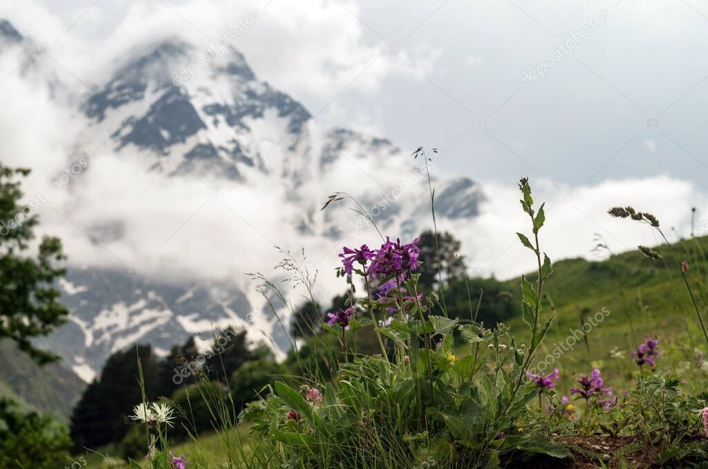 Meadow grasses against the background of mountains in clouds and fog