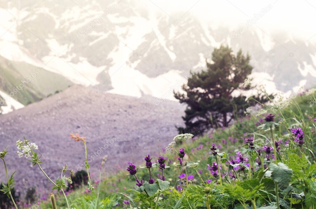 Meadow grasses against the background of mountains in clouds and fog.Close up.