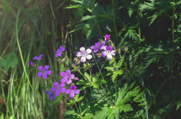 Гераниум Лесной Герань Пурпурный Лес Герань Цветы Зеленом Фоне Крупным — стоковое фото