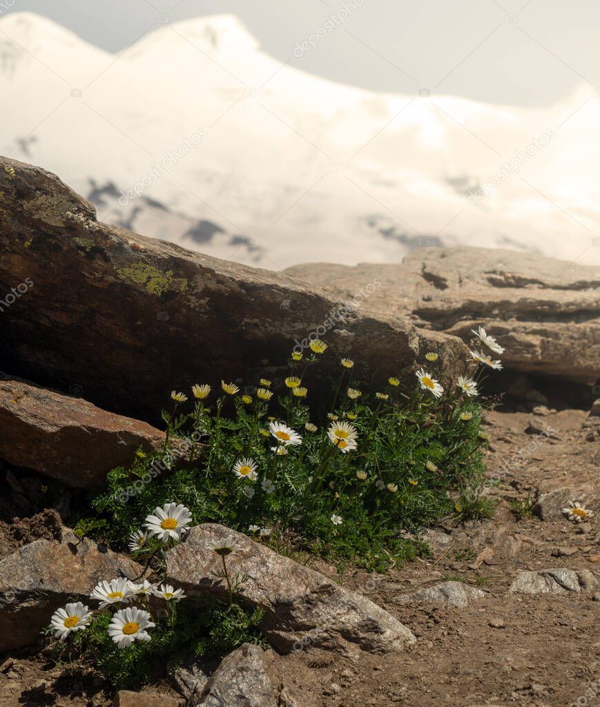Blooming daisies grow in the rock. Wild mountain flowers on a background of snowy mountains. Close up.