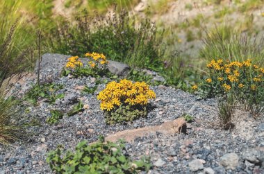 Ligularia dentata Desdemona, dağlarda yetişen vahşi bir çiçektir. Kafkasya dağlarında güneşli bir gün