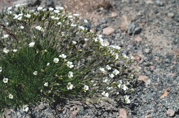 Group Beautiful Flowers Minuartia Laricifolia Growing Highlands Rocks Close — Stock Photo, Image