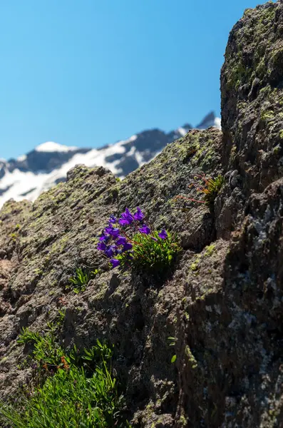 Belles Fleurs Bleues Poussent Dans Roche Paysage Estival Haut Dans — Photo