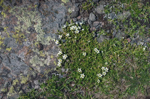 Astratto Sfondo Naturale Struttura Naturale Una Pietra Ricoperta Licheno Fiori — Foto Stock