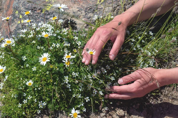 Las Manos Femeninas Sostienen Flores Silvestres Montaña Que Crecen Piedra — Foto de Stock