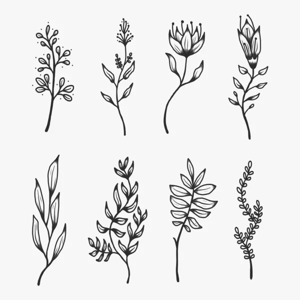 Elementos Decorativos Botánicos Dibujados Mano — Vector de stock