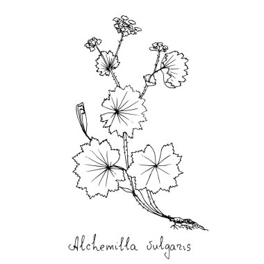 güzel siyah ve beyaz alchemilla vulgaris çiçekleri beyaz üzerine izole edilmiş