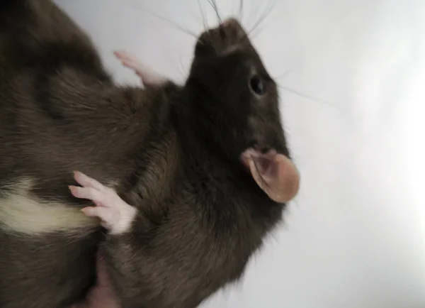 Cute Little Rat White Background — Stock Photo, Image