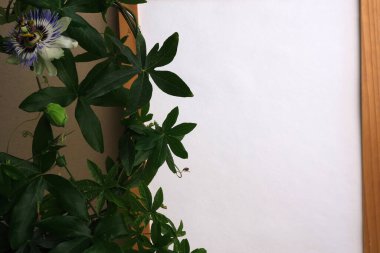 Güzel botanik fotoğrafı, doğal duvar kağıdı.