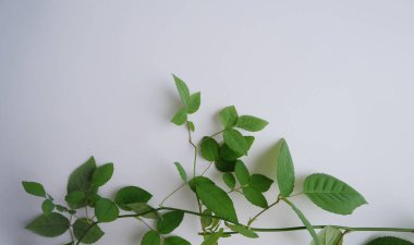 beyaz arkaplanda yeşil yapraklar.