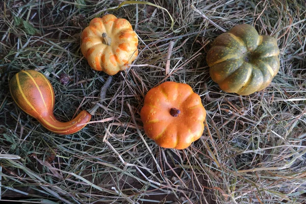 Осенний Сбор Урожая Селективный Фокус — стоковое фото