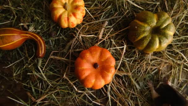 Autumn Harvest Selective Focus — Stock Video