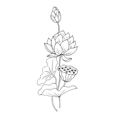 Güzel bir botanik çiçeğinin vektör çizimi