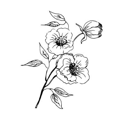 vector illustration of a beautiful botanical sketch hand drawn flowers
