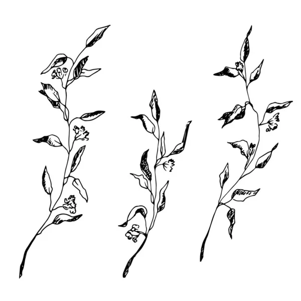 Vektorillusztráció Kézzel Rajzolt Virágelemekről — Stock Vector