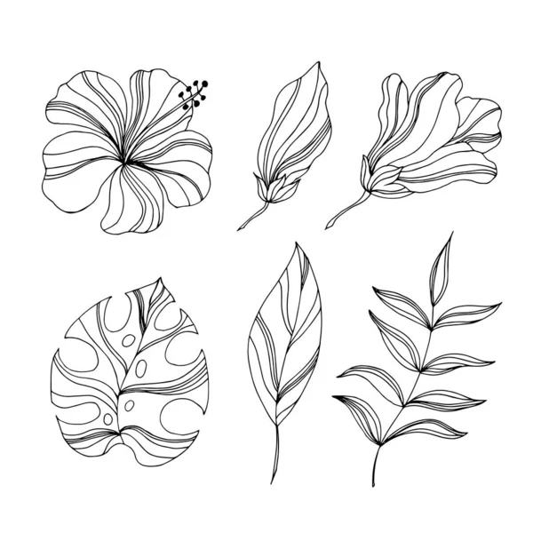 Ensemble Feuilles Tropicales Illustration Vectorielle — Image vectorielle