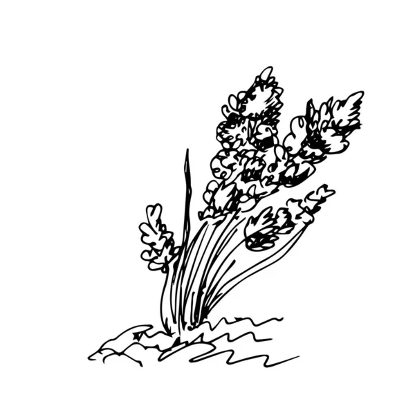 Vector Illustration Cartoon Wild Plant — Stockový vektor