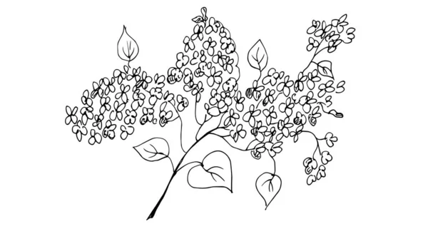 Ilustração Vetorial Uma Árvore Com Folhas —  Vetores de Stock