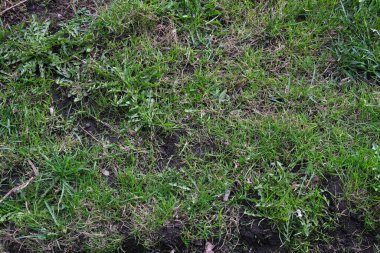 yeşil çimen dokusu, arkaplan