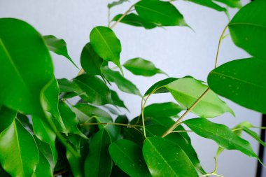 beyaz arkaplanda yeşil yapraklar