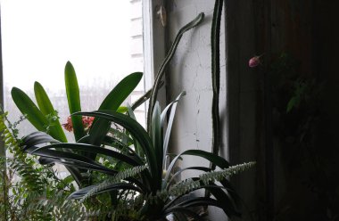 Güzel çiçeklerin yakın plan çekimi.  