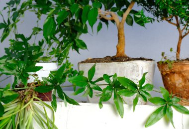 Bahçedeki yeşil bitkiler