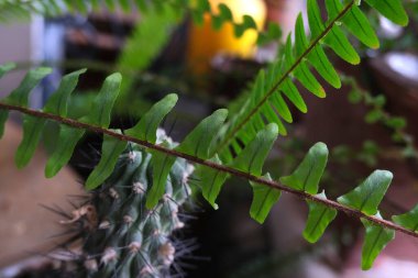 yeşil yapraklı ev bitkileri