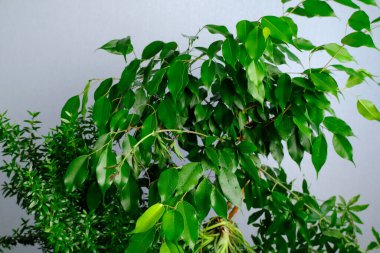 Ağaçtaki yeşil yapraklar